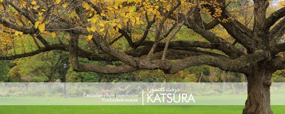 شناخت درخت کاتسورا