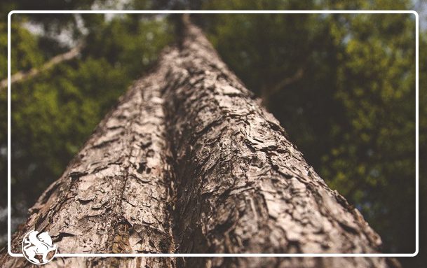 چوب ترموود و حفاظت از محیط‌زیست | تاثیر ترموود بر اکوسیستم به‌عنوان متریالی مهم